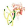 Julienne - 6 x 6 mm - Essential Series